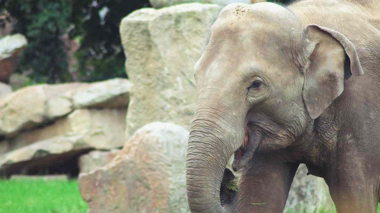 Elefante, Kenya (fonte: Pexels) 30.11.2022 teresaventrone (1)